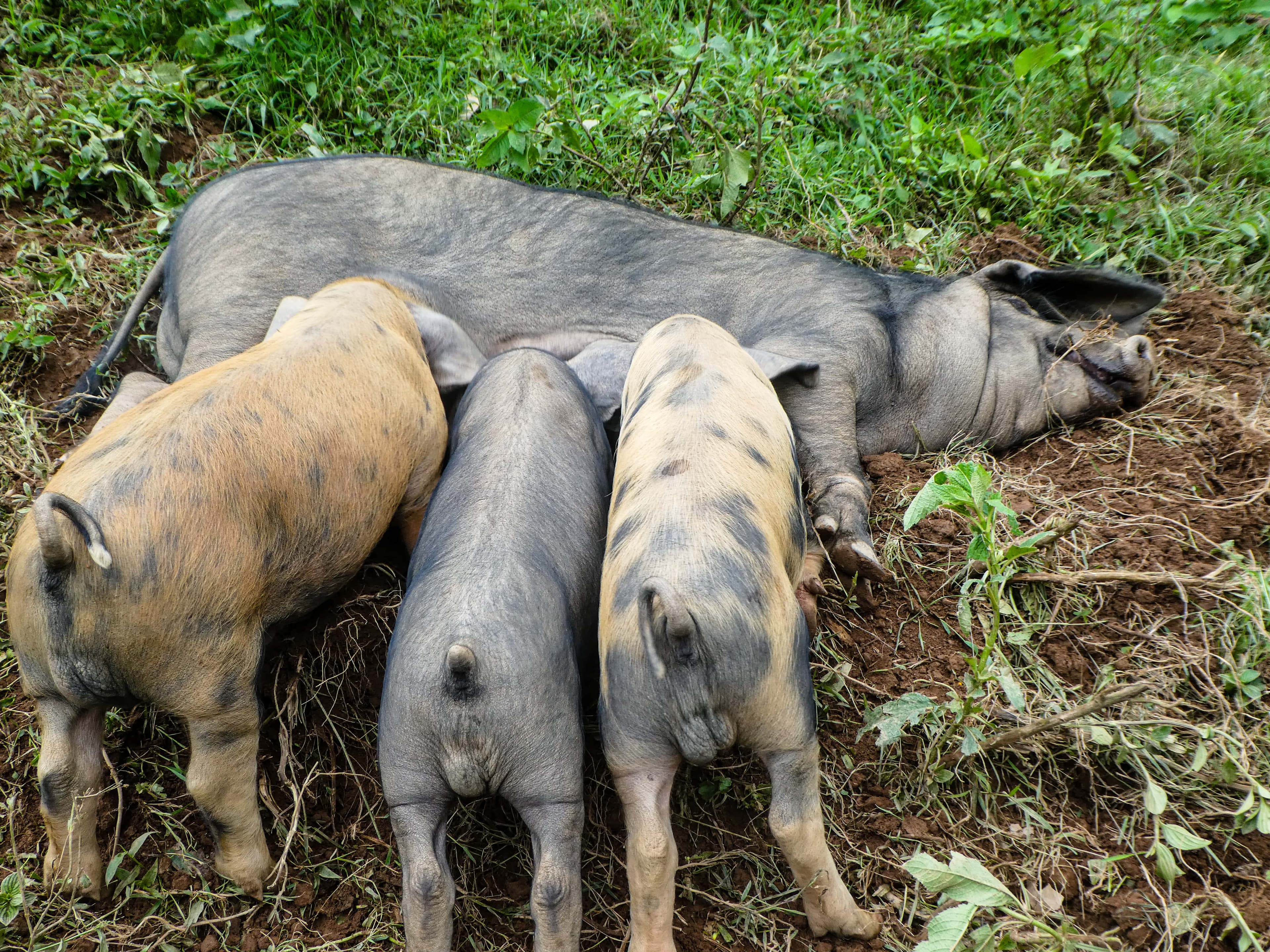 pigs