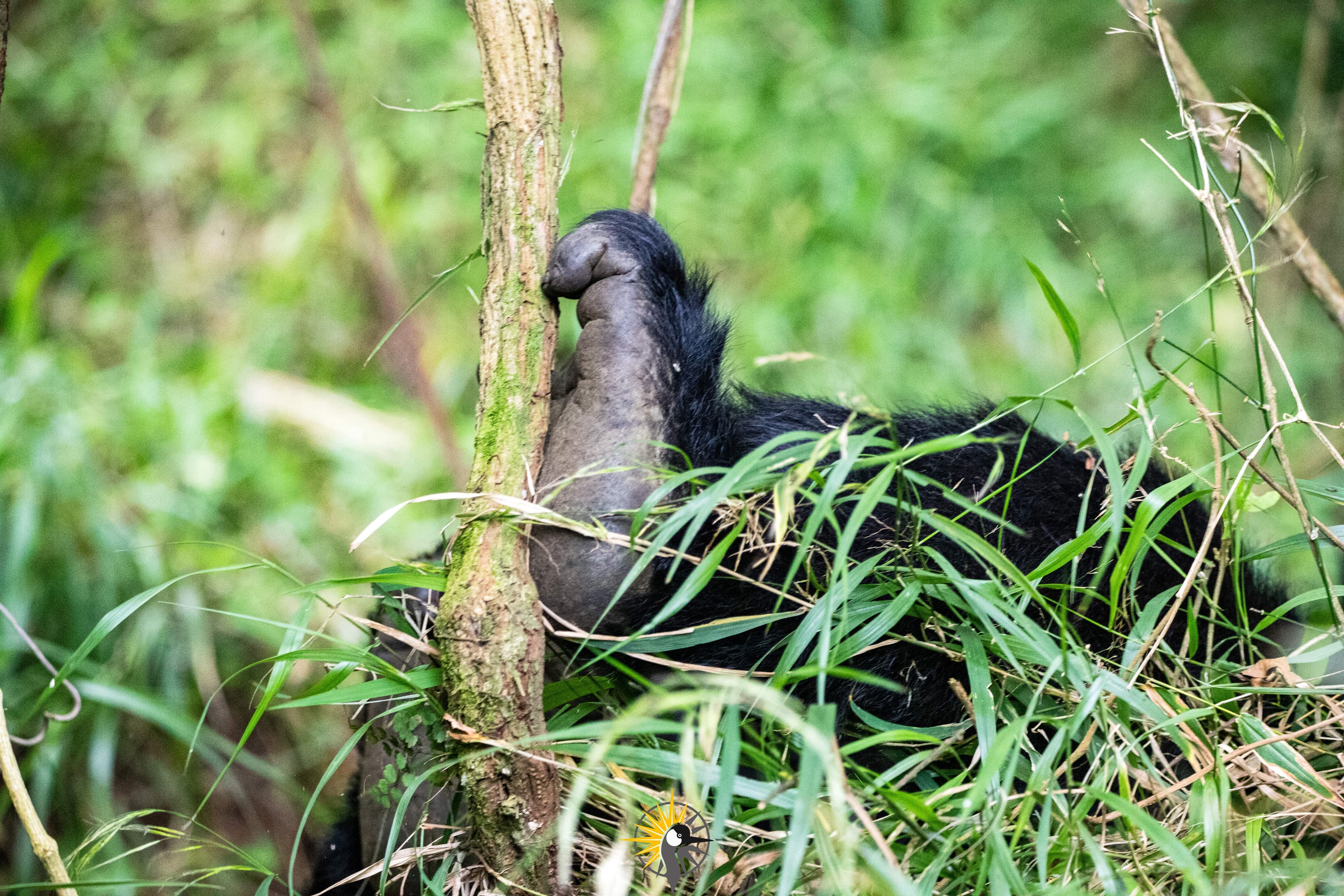 the leg of a mountain gorilla