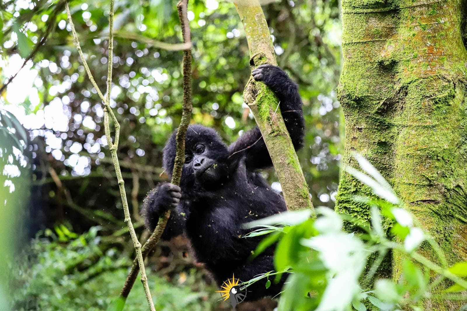 a young mountain gorilla in a tree