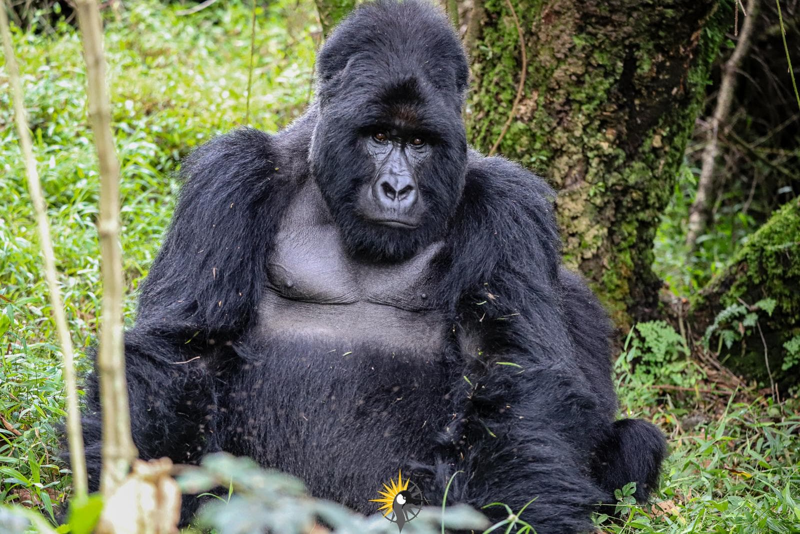 a silverback mountain gorilla sitting