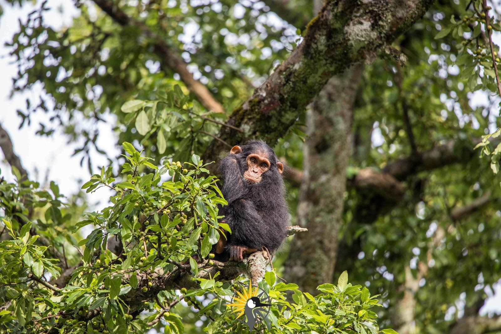 a chimpanzee