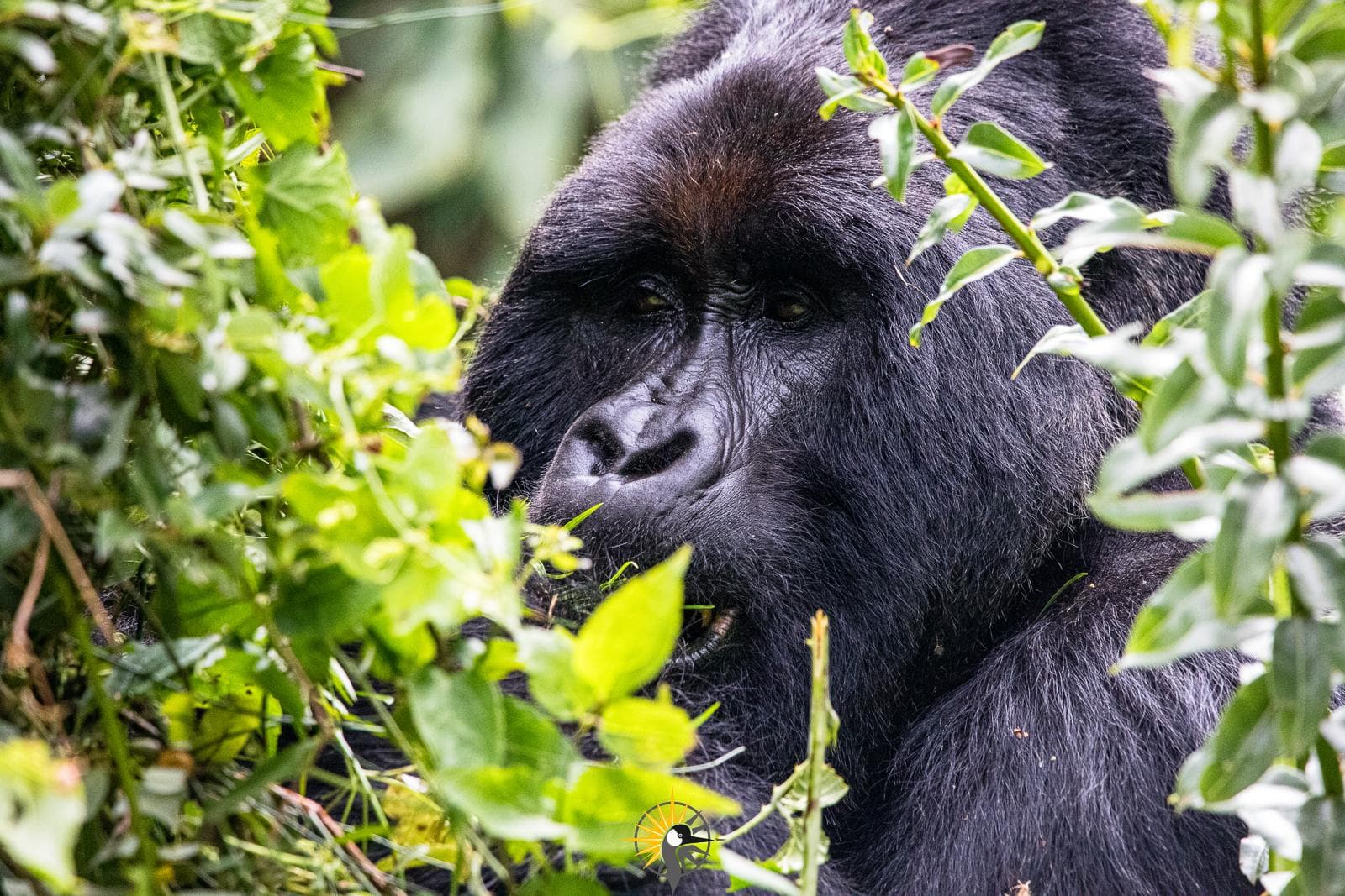 Silverback mountain gorilla feeding